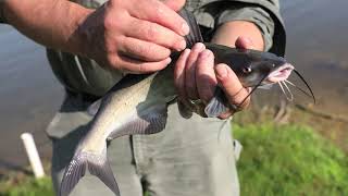 Basic Guide To Catching Big Catfish [upl. by Ahsac643]