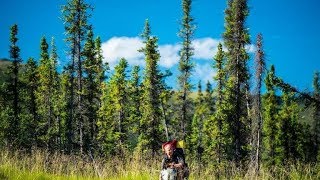 HD Im Zauber der Wildnis  Alaskas Majestät  der Denali Nationalpark Doku [upl. by Brose]