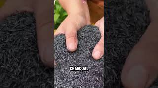 How Rice Husk Charcoal is Made to Boost Agricultural Soil 🌾🔥 [upl. by Eelasor859]