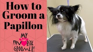 How to Groom a Papillon [upl. by Airam]