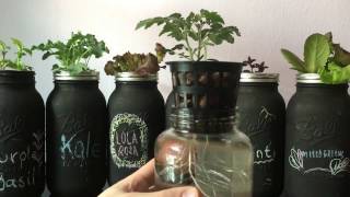 Easy DIY Beginner Hydroponic Kratky System [upl. by Tate]