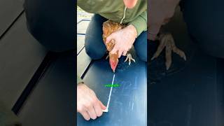 Ein Huhn mit Kreide hypnotisieren😱 huhn hypnose landwirtschaft dorfkind gutzuwissen hahn [upl. by Liris]