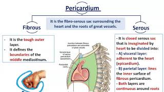 Mediastinal Divisions with Anatomy of Pericardium  Dr Ahmed Farid [upl. by Meares]