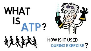 What Is ATP amp How Does ATP Work During Exercise [upl. by Kegan810]