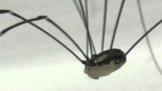 Its not a Spider  Its a Harvestman  very very long legs [upl. by Dolf]