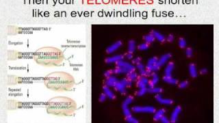 Interphase Mitosis Set to Music [upl. by Almeta]