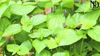 Lantana plant lantanaplant [upl. by Keeley686]