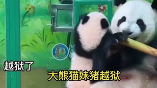 Giant Panda Zhumei Escaped from Prison Startled Mom panda [upl. by Eerbua]