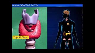 CBSE Class 11 Biology  Human Endocrine System [upl. by Ociredef]