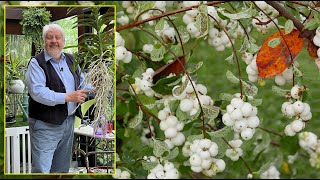 5 ARBUSTES DÉCORATIFS À FRUITS BLANCS QUI NOURRISSENT LES OISEAUX EN HIVER Le Quotidien du Jardin [upl. by Yale598]