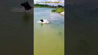 Brave Dog Saves Pet Parent From Drowning [upl. by Zandt]