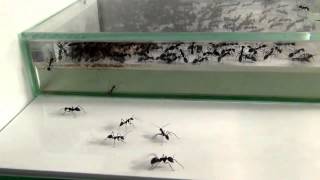 27 07 2013 Camponotus Singularis [upl. by Annirok472]