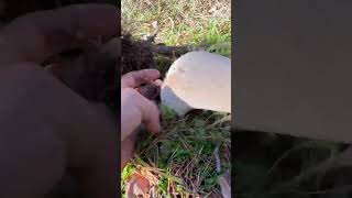 GIANT BOLETUS boletus funghi porcini seta cogumelo mushroom ciuperci pilze sergiioantolin [upl. by Satsoc]