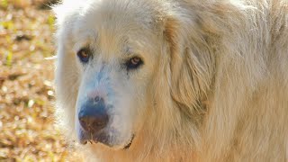 Exploring the Wild Nature of the Great Pyrenees [upl. by Eylhsa459]