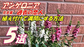 【花】アンゲロニアの育て方・植え付け [upl. by Slaby]