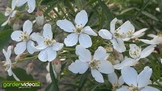 Mexican Orange blossom Choisya ternata [upl. by Aryamoy]