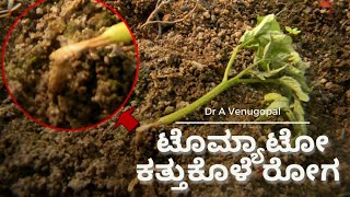 Collar RotDamping offWilt in Tomato symptoms amp Control measures ಕತ್ತುಕೊಳೆ ರೋಗ  Dr A Venugopal [upl. by Airlie]