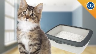 Litter Box Basics [upl. by Leahcim]