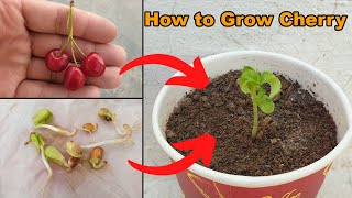 How to grow Cherry Plant at home  The Easiest Way to Grow Cherry from Seeds [upl. by Zashin102]