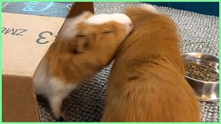 Best guinea pig noises of the wheek 2021 Week 20 [upl. by Neenaej91]