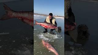 This guy pulls out two big fish from inside the ice [upl. by Pete]