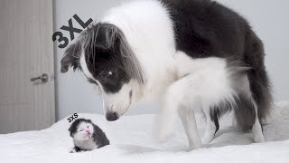 Introducing a Rescued Newborn Kitten To My Border Collie [upl. by Edniya799]