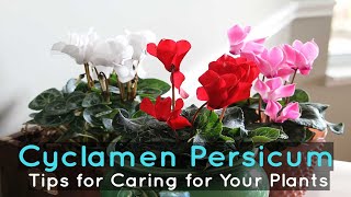 Cyclamen Persicum Tips for Caring for Your Plants [upl. by Nilrev]