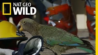 A Very Curious Parrot  Wild New Zealand [upl. by Anatnas]