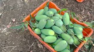 Dasheri Mango at KHERGAM valsad [upl. by Obaza]