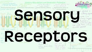 Sensory Receptors  Revision for Biology ALevel and IB [upl. by Arej]