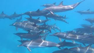 Underwater Photographer Captures Roar as School of Dolphin Swim By [upl. by Tnomal]