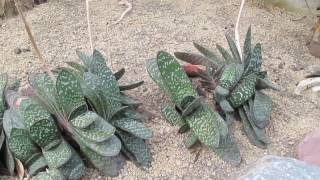 Succulents Gasteria Maculata [upl. by Cruz]