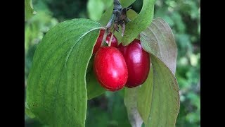 PLANTES  Zoom sur le cornouiller mâle comestible amp qqs autres baies [upl. by Atiroc]