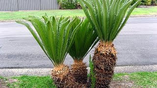 Cycas revoluta  Sago Palm [upl. by Plumbo159]