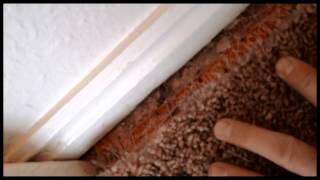 Pet damage carpet repair  pet damaged carpet  professional carpet repairs [upl. by Jarietta]