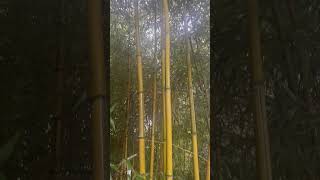 Phyllostachys Aureosulcata Spectabilis [upl. by Ricker]