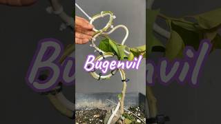 Making Bonsai Trees From Bugenvil [upl. by Elag]