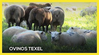 Produtor de Vargeão se destaca na criação de ovinos da raça Texel [upl. by Alane]