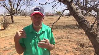 Applying Zinc to Pecan Trees [upl. by Haonam]