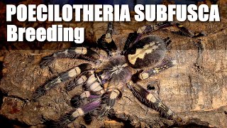 Poecilotheria subfusca success [upl. by Siurtemed]