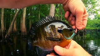 Bream fishing in the Cypress Tupelo swamp  Big bluegill and red ear [upl. by Toiboid]