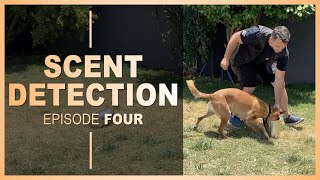 How to Teach Your Dog Scent Detection Ep 4 [upl. by Bunting]