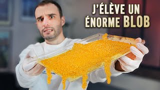 Jélève un énorme Blob [upl. by Schapira]