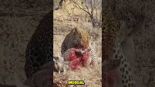 El extraño ataque de un leopardo  un boquete mortal en vez de asfixia [upl. by Baudin103]