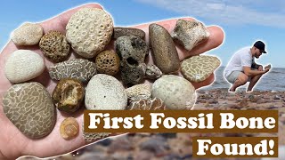 Diverse Fossils From the Baltic Sea Super lucky find [upl. by Ajssatan]