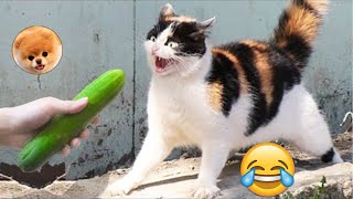 LOS MEJORES SUSTOS GATOS VS PEPINOS LINDOS GATOS 33 ðŸ˜‚ pais de animales [upl. by Fredric582]