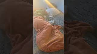 Sleepy Mommy with the cats 🐈 😻 💕🧡🌈 funny viralvideo viralshorts trending shorts cute humor [upl. by Oirretno364]