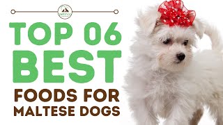 Best Foods for Maltese Dogs [upl. by Nelleus]