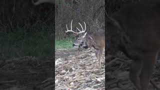 What Do You Think Happened To This BUCK [upl. by Colyer120]