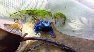 Phyllobates vittatus Dendrobates tinctorius azureus [upl. by Ydnih]